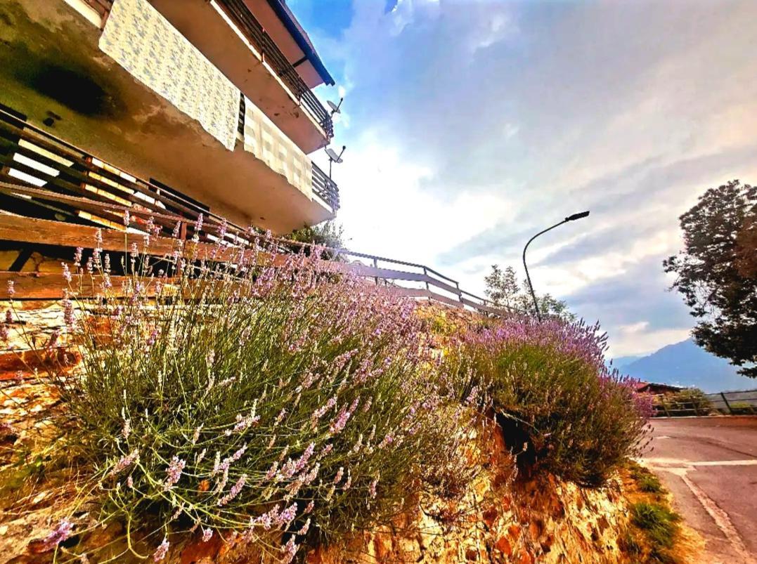 Lavanda San Giacomo Di Roburent